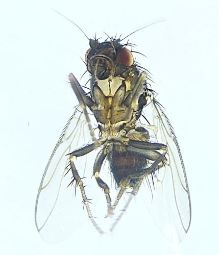Réf. 317 926 : Leptocera caenosa